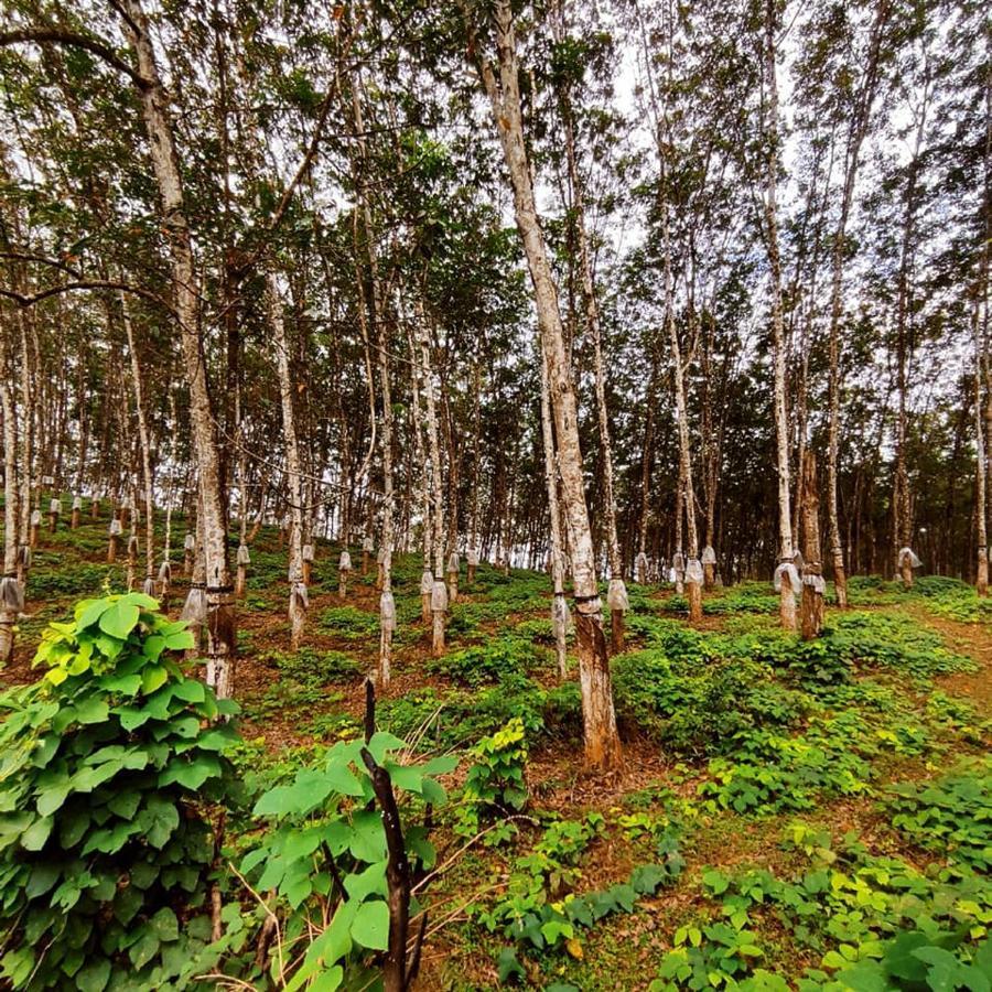Seethawaka Regency Ависсавелла Экстерьер фото